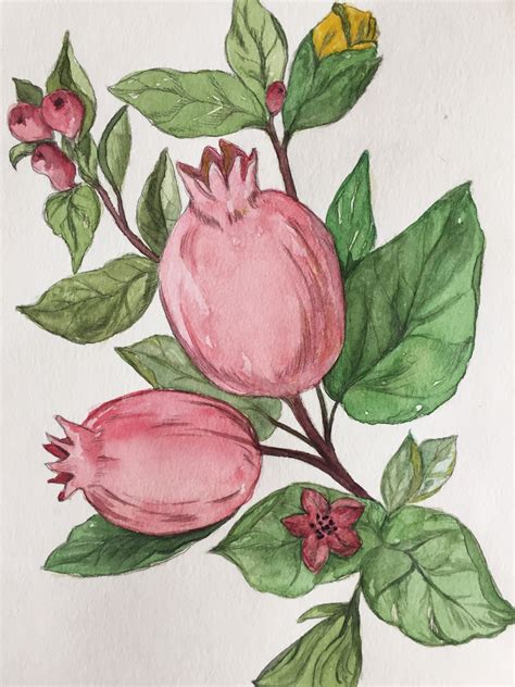 Pomegranate, watercolors