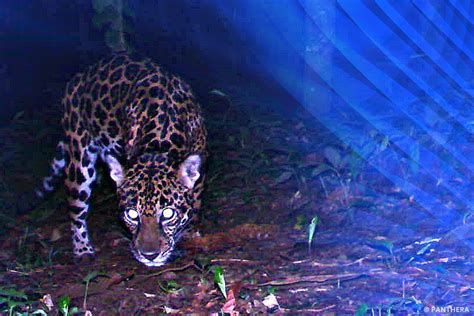 From Paper Parks to Wildlife Havens: Protecting Jaguars in Honduras ...