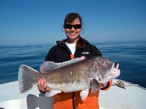 Tautog Photos and Tautog Gyotaku Fish Art by Chesapeake Bay Fish Prints