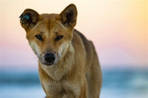 9 Australian Dog Breeds for Aficionados