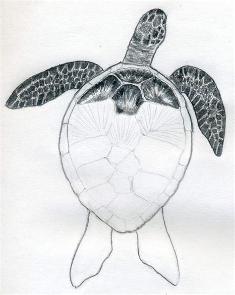 Turtle Drawing Realistic - How To Draw A Cartoon Dolphin | Kelarislar