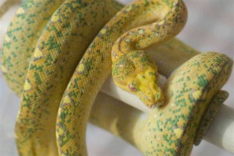 4 Most Beautiful Green Tree Python Morphs - ReptileHow.com