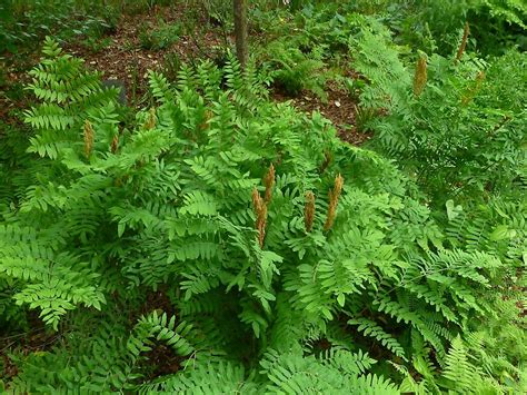 "American Royal Fern (Osmunda regalis var. spectabilis)" by William Tanneberger | Redbubble