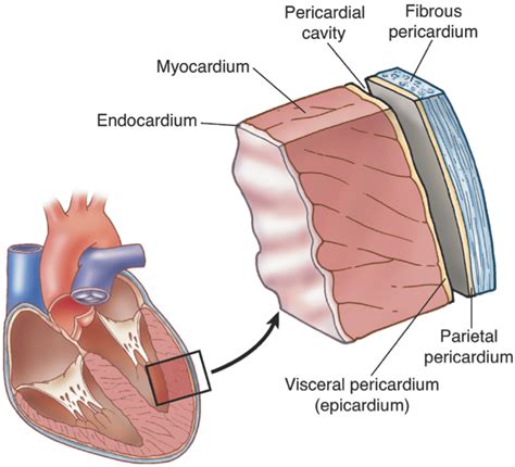 Which is the cardiac muscle layer of the heart? | Socratic