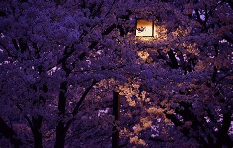 Iphone Night Japanese Cherry Blossom Wallpaper - anonimowa-na-zawsze