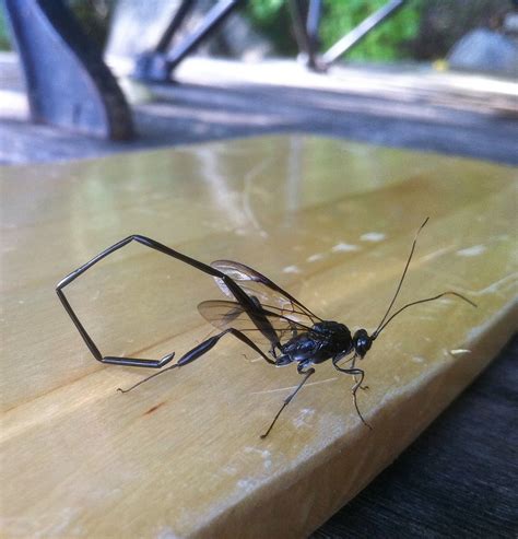 Scorpion Wasp (iPhone) | This scorpion wasp landed on our do… | Flickr