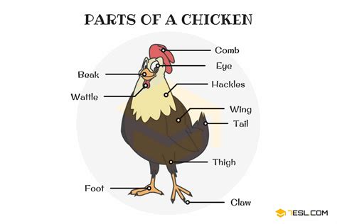 Parts of a Chicken | Useful Chicken Anatomy with Pictures • 7ESL | Learn english vocabulary ...