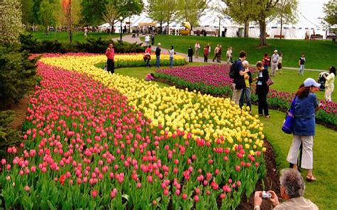 Enjoy the Colors of Canadian Tulip Festival in Canada, travel photos of Enjoy the Colors of ...