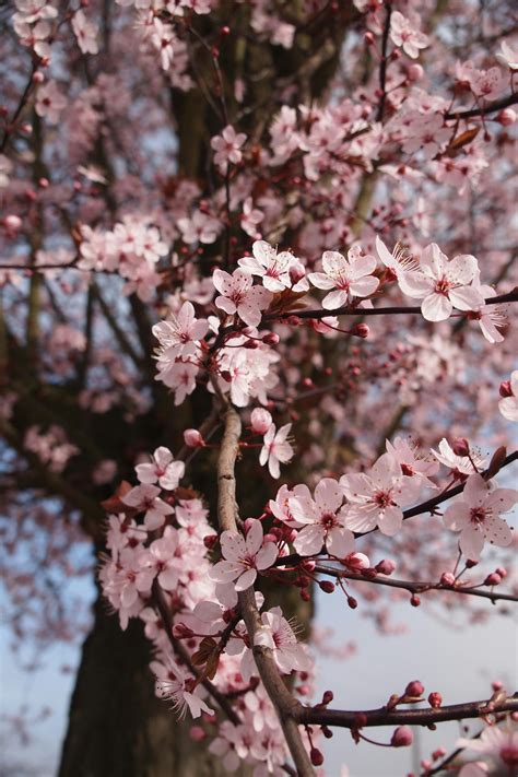 Cherry Blossom Tree · Free Stock Photo