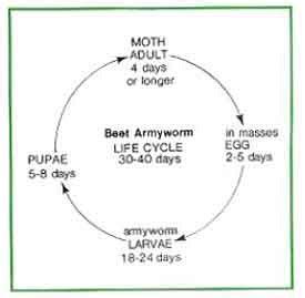 Lawn Grub - Control and Prevention - Coastal Turf