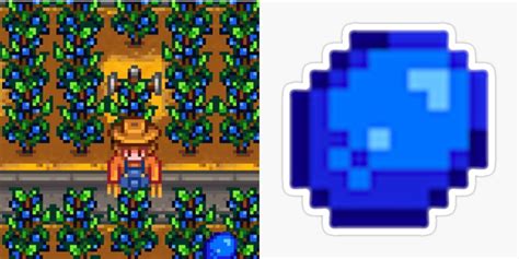 Stardew Valley: The Best Summer Crops