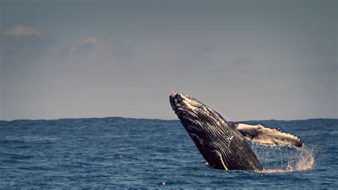 Todos Santos whale watching | Baja California, Mexico