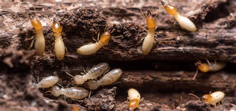 Texas Termite Season & What You Have To Know - Chorbie Home Services