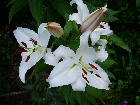 White Lilies – Liz Helliwell