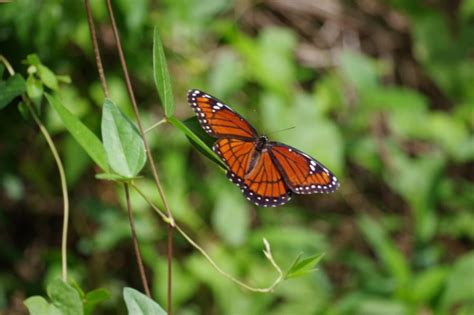 Gallery | Florida Tech Campus Wildlife | Florida Tech