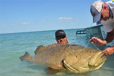 Clearwater Goliath Grouper Fishing