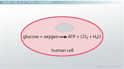 Electron Carriers in Cellular Respiration | Role & Process - Lesson | Study.com