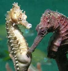 Reproduction and Development - The Lined Seahorse Resource