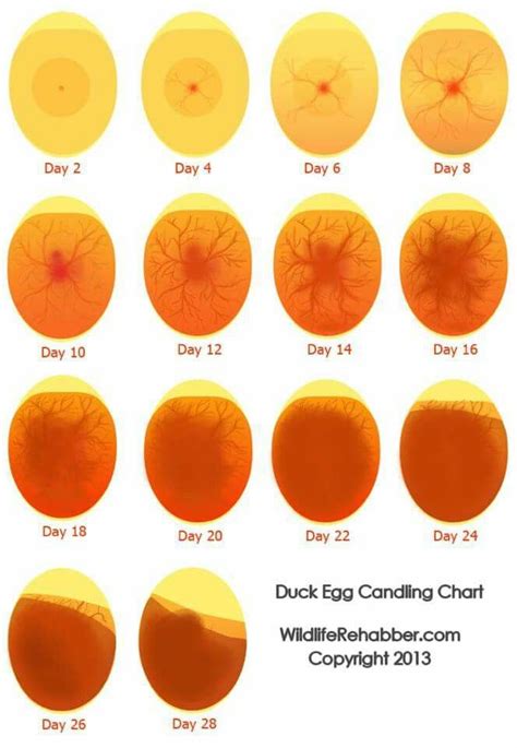 Bantam Egg Candling Chart