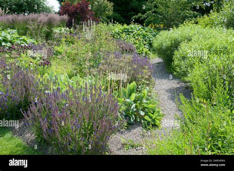 Meadow-style plants growing in a garden Stock Photo - Alamy