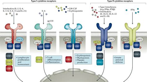 Understanding the Use of JAK Inhibitors in Specific Patient Groups ...