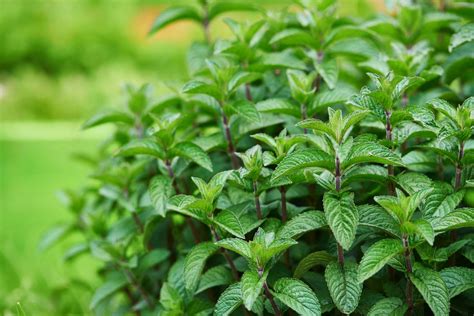 Sweet Mint (2 Pack) – Bonnie Plants