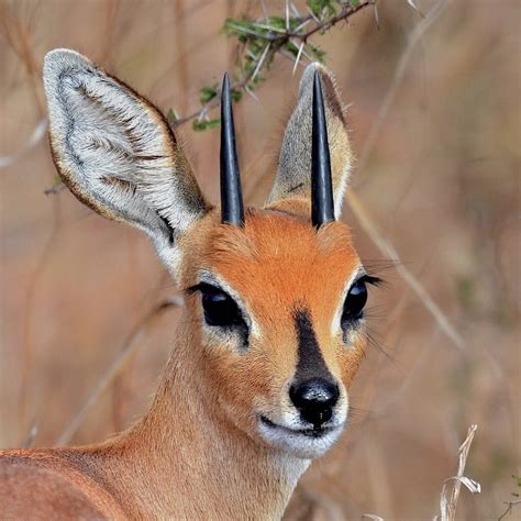 Gazelle (look at those eyes) | Unusual animals, Rare animals, Weird animals