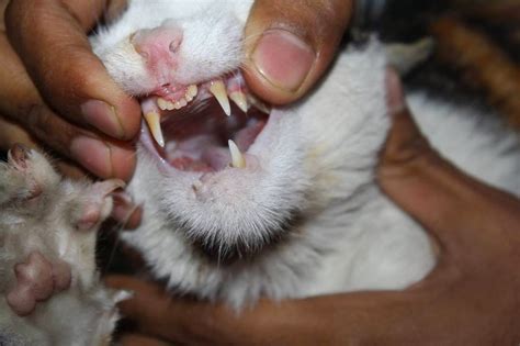 ALL ABOUT PETS: cat teeth problem