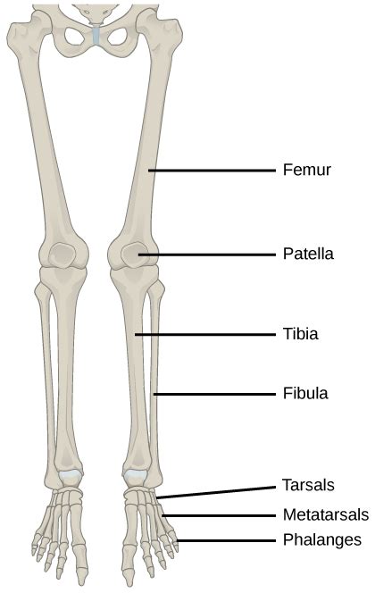 Human Appendicular Skeleton | Biology for Majors II