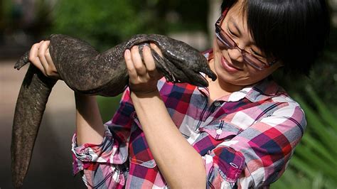 The world's largest amphibian is being bred to extinction | Science | AAAS