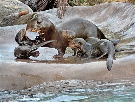 Holiday baby animals born at LA Zoo | KABC7 Photos and Slideshows ...