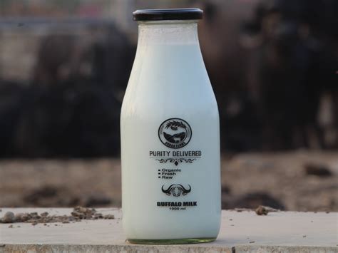 Best buffalo milk in pune | Urban Farms