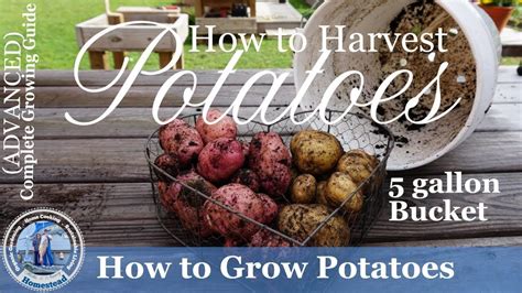 5 Gallon Bucket Grown Potato Harvest | Growing potatoes, Growing sweet ...