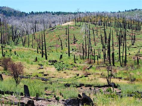 Recent Study Reveals Surprising Boreal Forest Fire Effects in North America - Scitke