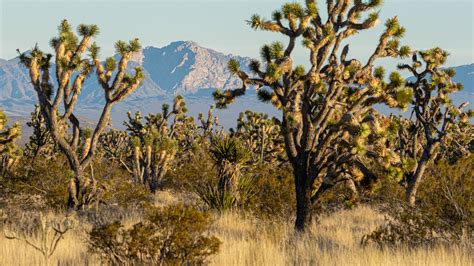 Biden to Name Nevada’s Spirit Mountain Area a National Monument - The ...