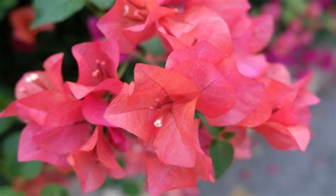 7 Beautiful Colors of Bougainvillea - Crate and Basket