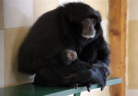 A one month old baby Siamang Gibbon ~ Animal News