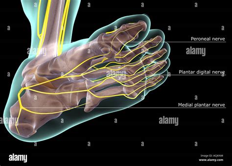 The nerves of the foot Stock Photo - Alamy