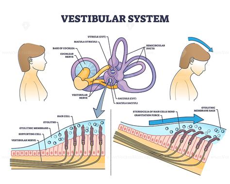 Vestibular system anatomy and inner ear medical structure outline diagram | Vestibular system ...