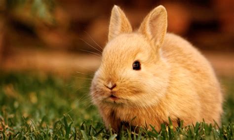 Cute Rabbit HD Wallpapers | HDWalle