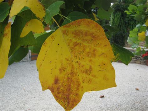 Leaf disease on Tulip Tree? - Tree health care - Arbtalk | The Social ...