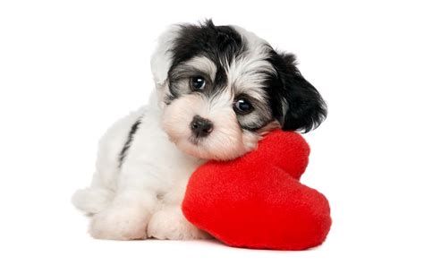 Lovely Puppy Dog Wallpapers HD / Desktop and Mobile Backgrounds