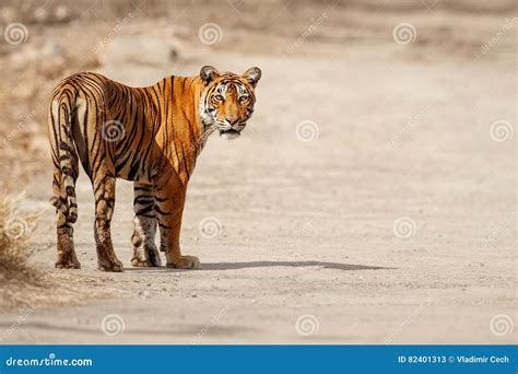 Tiger Female in a Beautiful Light in the Nature Habitat of Ranthambhore National Park Stock ...