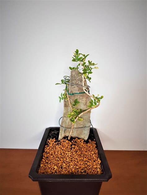 Orange Jasmine Bonsai | Growing indoors, Murraya paniculata, Red fruit