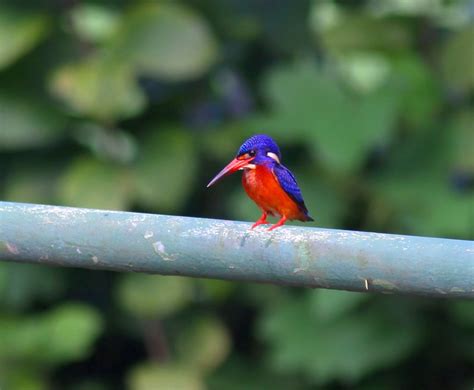 Blue-eared Kingfisher | Daniel Koh, Singapore | Flickr