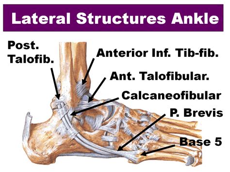 Ankle Sprains Northcote -The Foot and Ankle Centre