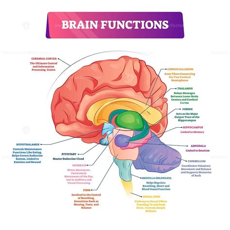 Partes Cerebro Funciones Brain Parts And Functions Brain Models ...