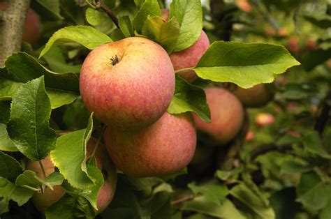 Apple Varieties Grown in Washington State