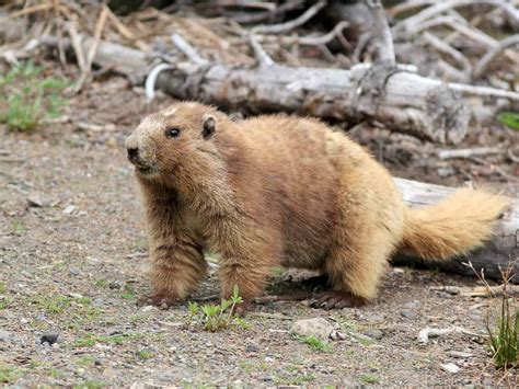 Discover the 8 Official State Animals of Washington State - A-Z Animals