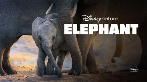 Elephant - Disney+ Hotstar